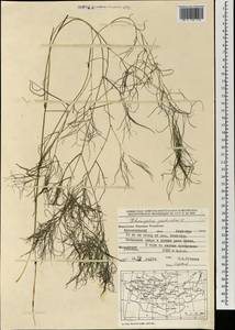 Штукения гребенчатая, Рдест гребенчатый (L.) Börner, Монголия (MONG) (Монголия)