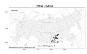 Trollius ircuticus, Купальница Кытманова Reverd., Атлас флоры России (FLORUS) (Россия)