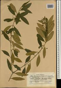 Olea europaea subsp. cuspidata (Wall. & G.Don) Cif., Зарубежная Азия (ASIA) (Афганистан)