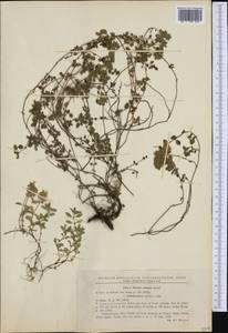 Thymus comosus Heuff. ex Griseb. & Schenk, Западная Европа (EUR) (Румыния)
