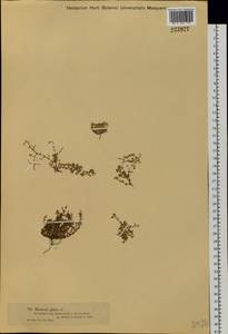 Грыжник голый L., Сибирь, Западный (Казахстанский) Алтай (S2a) (Казахстан)