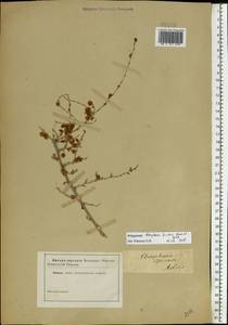 Курчавка шиповатая L., Восточная Европа, Нижневолжский район (E9) (Россия)