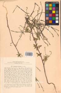 Гулявник лекарственный (L.) Scop., Восточная Европа, Центральный район (E4) (Россия)