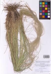 Ковыль перистый L., Восточная Европа, Московская область и Москва (E4a) (Россия)