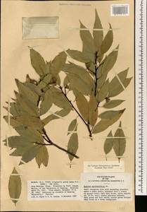 Quercus myrsinifolia Blume, Зарубежная Азия (ASIA) (КНР)