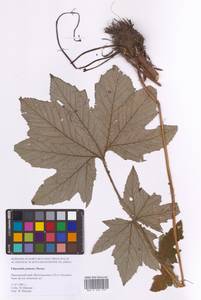 Filipendula digitata (Willd.) Bergmans, Сибирь, Дальний Восток (S6) (Россия)