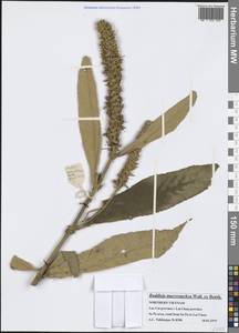 Buddleja macrostachya Wall. ex Benth., Зарубежная Азия (ASIA) (Вьетнам)