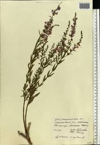 Дербенник лозный L., Восточная Европа, Западно-Украинский район (E13) (Украина)