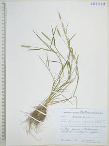 Лисохвост равный Sobol., Сибирь, Дальний Восток (S6) (Россия)