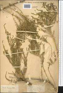 Caroxylon laricinum (Pall.) Tzvelev, Средняя Азия и Казахстан, Муюнкумы, Прибалхашье и Бетпак-Дала (M9) (Казахстан)