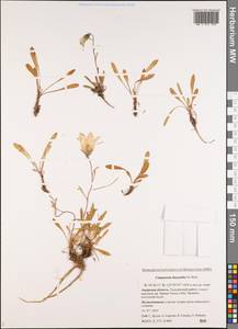 Колокольчик волосистоцветковый M.Bieb., Сибирь, Дальний Восток (S6) (Россия)
