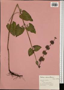 Шалфей мутовчатый L., Восточная Европа, Центральный район (E4) (Россия)