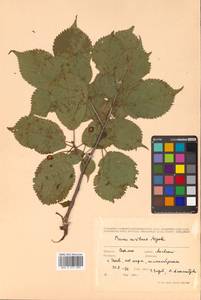 Prunus nipponica var. kurilensis (Miyabe) E. H. Wilson, Сибирь, Дальний Восток (S6) (Россия)