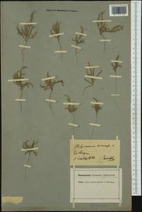 Хруплявник полевой L., Западная Европа (EUR) (Германия)