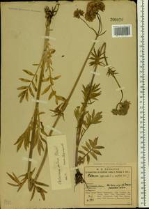 Valeriana excelsa subsp. sambucifolia (J. C. Mikan ex Pohl) Holub, Восточная Европа, Северный район (E1) (Россия)