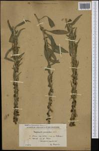 Edraianthus parnassicus (Boiss. & Spruner) Halácsy, Западная Европа (EUR) (Северная Македония)
