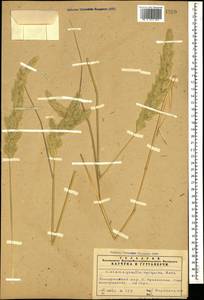 Вейник наземный (L.) Roth, Кавказ, Азербайджан (K6) (Азербайджан)