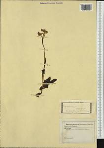 Ophrys lutea Cav., Западная Европа (EUR) (Неизвестно)