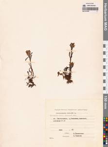 Мытник волосистый L., Сибирь, Чукотка и Камчатка (S7) (Россия)