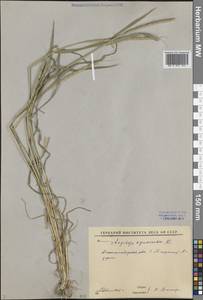 Эгилопс трехдюймовый L., Средняя Азия и Казахстан, Сырдарьинские пустыни и Кызылкумы (M7) (Узбекистан)