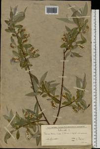 Ива белая, Ветла L., Восточная Европа, Нижневолжский район (E9) (Россия)