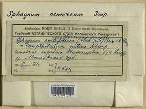 Tomentypnum nitens (Hedw.) Loeske, Гербарий мохообразных, Мхи - Москва и Московская область (B6a) (Россия)
