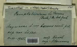 Tomentypnum nitens (Hedw.) Loeske, Гербарий мохообразных, Мхи - Якутия (B19) (Россия)