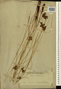 Ситник искривленный L., Кавказ, Азербайджан (K6) (Азербайджан)