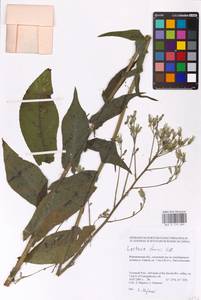 Латук дубравный L., Восточная Европа, Центральный лесостепной район (E6) (Россия)