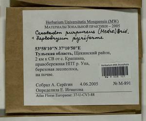 Leptobryum pyriforme (Hedw.) Wilson, Гербарий мохообразных, Мхи - Центральное Нечерноземье (B6) (Россия)
