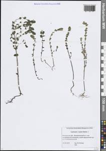 Euphrasia × reuteri Wettst., Восточная Европа, Московская область и Москва (E4a) (Россия)