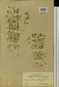 Звездчатка средняя, Мокрица (L.) Vill., Сибирь, Чукотка и Камчатка (S7) (Россия)