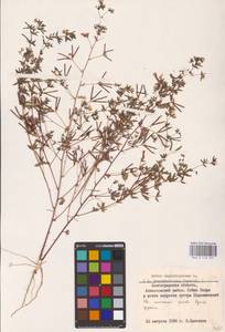 Лядвенец узкий L., Восточная Европа, Нижневолжский район (E9) (Россия)