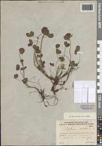 Клевер луговой L., Восточная Европа, Северо-Западный район (E2) (Россия)