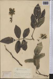 Gliricidia sepium (Jacq.)Walp., Америка (AMER) (Куба)