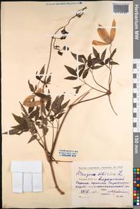 Княжик сибирский (L.) Mill., Сибирь, Якутия (S5) (Россия)