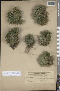 Selaginella graniticola Jie Yang bis & X.C.Zhang, Сибирь, Дальний Восток (S6) (Россия)