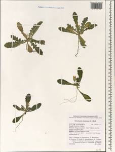 Reichardia tingitana (L.) Roth, Зарубежная Азия (ASIA) (Израиль)