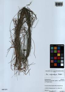 Poa pratensis subsp. pratensis, Сибирь, Алтай и Саяны (S2) (Россия)