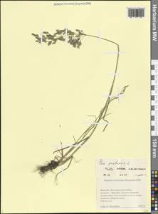 Мятлик луговой L., Кавказ, Дагестан (K2) (Россия)