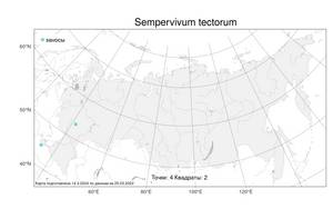 Sempervivum tectorum, Молодило кровельное L., Атлас флоры России (FLORUS) (Россия)