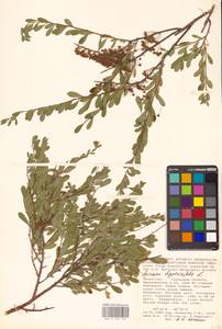 Спирея зверобоелистная, Таволга зверобоелистная L., Средняя Азия и Казахстан, Прикаспийский Устюрт и Северное Приаралье (M8) (Казахстан)