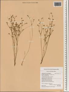 Juncus hybridus Brot., Зарубежная Азия (ASIA) (Кипр)