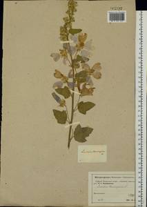 Просвирник тюрингенский, Восточная Европа, Московская область и Москва (E4a) (Россия)