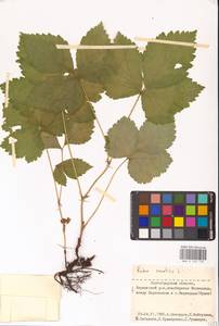 Костяника каменистая L., Восточная Европа, Нижневолжский район (E9) (Россия)