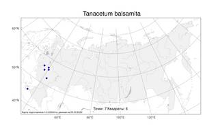 Tanacetum balsamita, Пижма бальзамическая L., Атлас флоры России (FLORUS) (Россия)