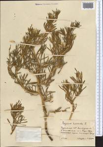 Гармала обыкновенная L., Средняя Азия и Казахстан, Каракумы (M6) (Туркмения)