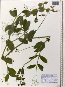 Lathyrus oleraceus Lam., Кавказ, Черноморское побережье (от Новороссийска до Адлера) (K3) (Россия)
