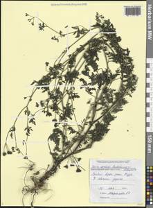 Пупырник полевой, Торилис полевой (Huds.) Link, Кавказ, Черноморское побережье (от Новороссийска до Адлера) (K3) (Россия)