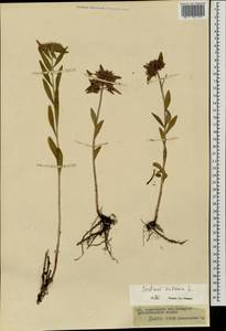 Очиток живучий (L.) 't Hart, Монголия (MONG) (Монголия)